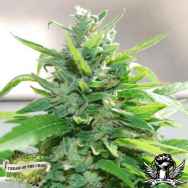 Cream of the Crop Seeds Cream Cheese